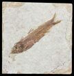 Knightia Fossil Fish - Wyoming #60834-1